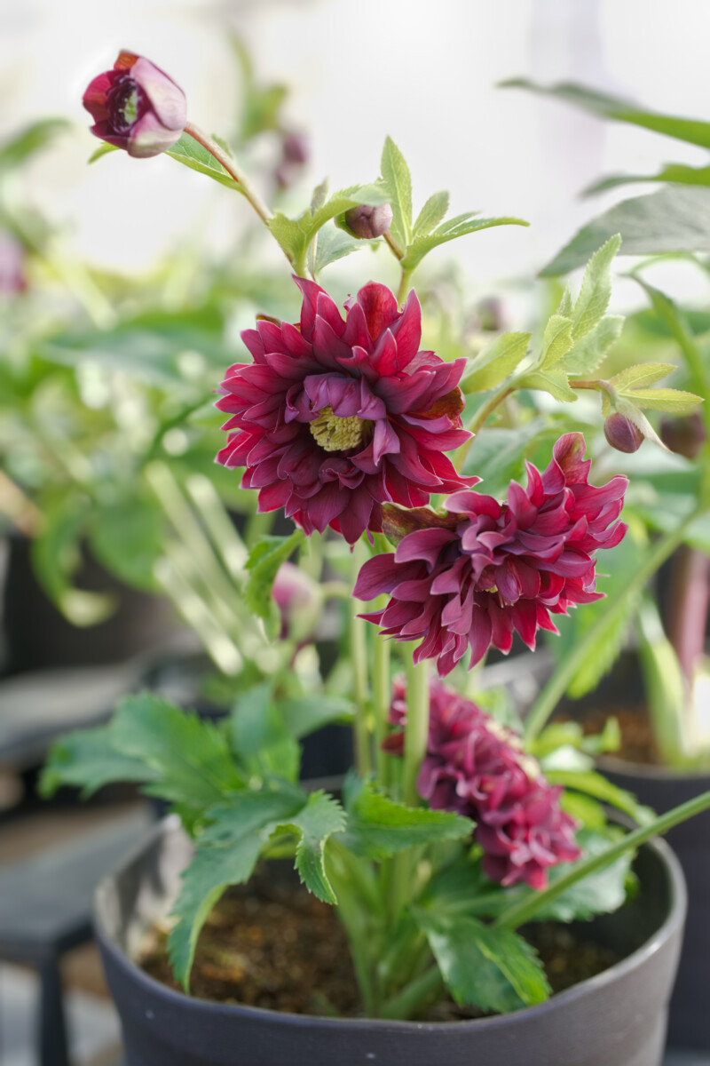 ㉖-330クリスマスローズ クリスマスローズフェア | 大阪の植物園-咲く