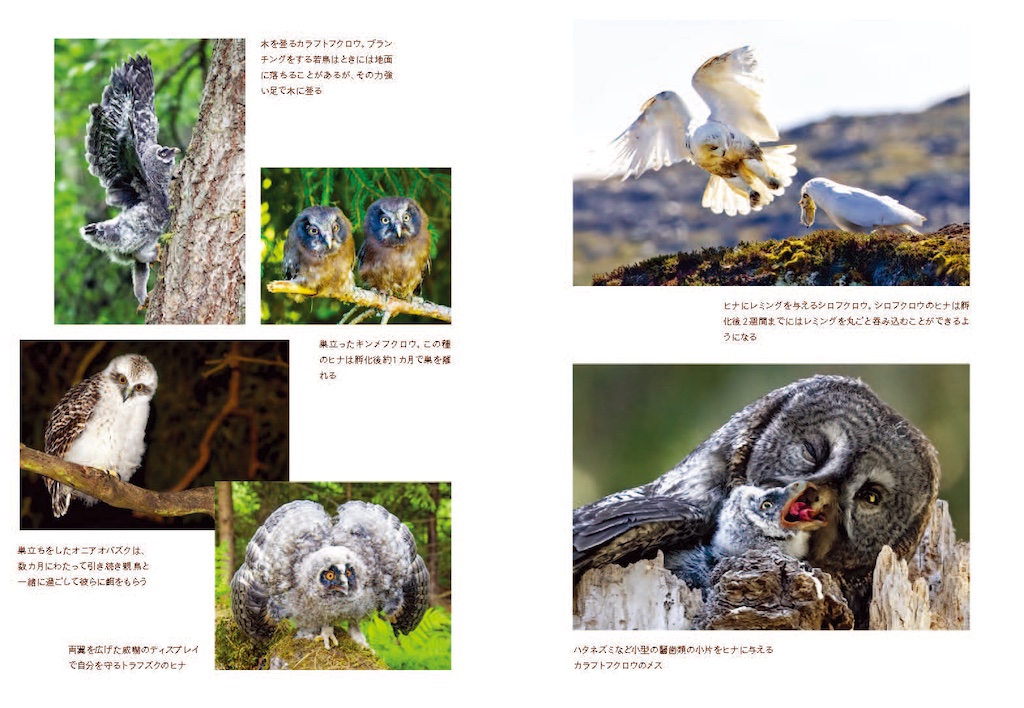 生きものの知性とは？を問う新書『フクロウ 地球上で最も謎めいた鳥の