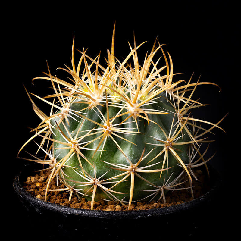 フェロカクタス'黄金冠'の基本情報・育て方｜多肉植物・サボテン図鑑