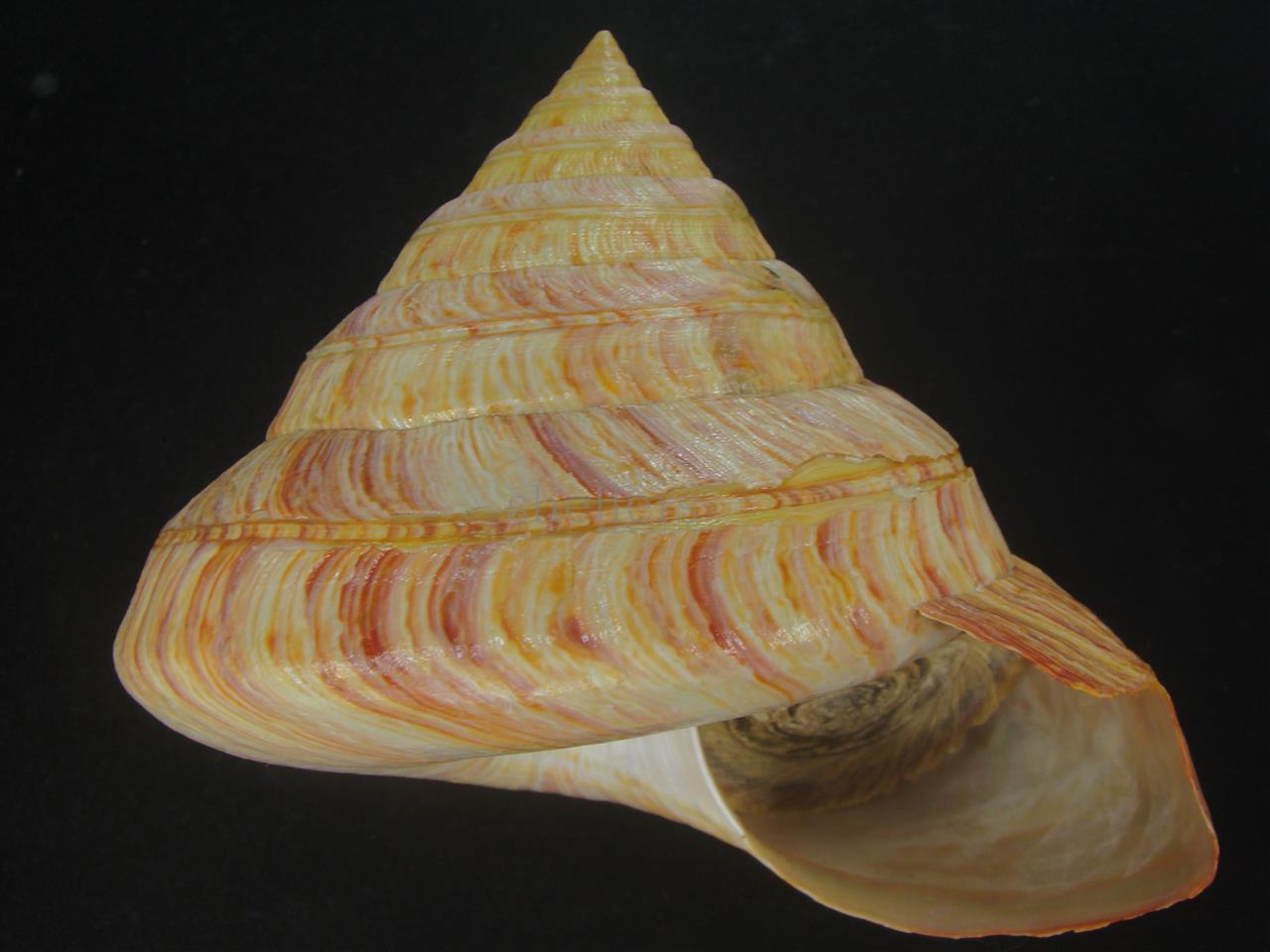 リュウグウオキナエビス(Entemnotrochus rumphii) 165mm 特大 特美品