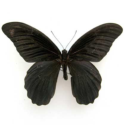 倉敷昆虫館 | 標本の紹介