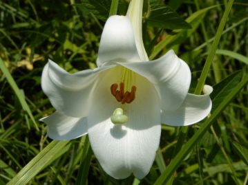 重井薬用植物園 | おかやまの植物事典