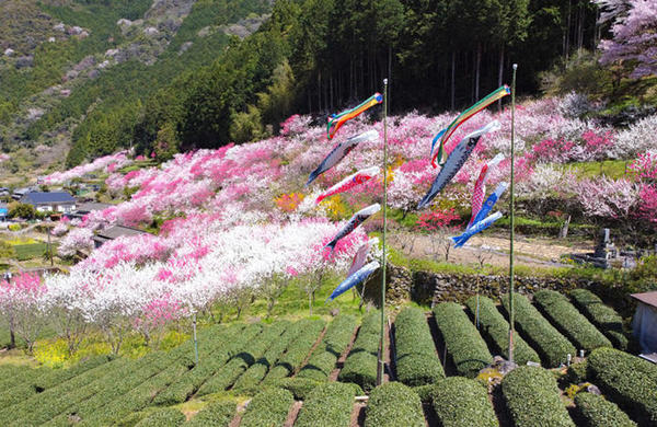 久喜の花桃（仁淀川町）｜思わず感嘆の声が上がる花桃の名所 | 四銀ルーム