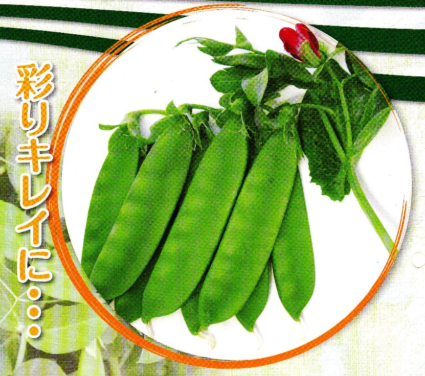 えんどう豆】 アサヒ育成 つるなし 「紅笹 豌豆（べにささ）」 ☆お
