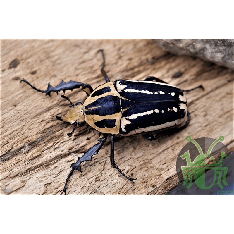 Mecynorrhina torquata ugandensis