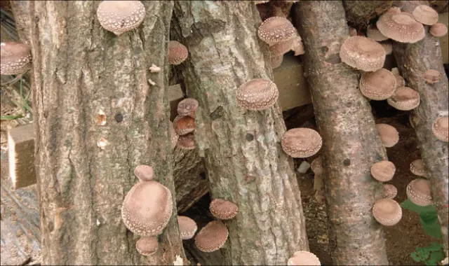 しいたけビット｜創業1923年 木工ドリルメーカーの株式会社スターエム