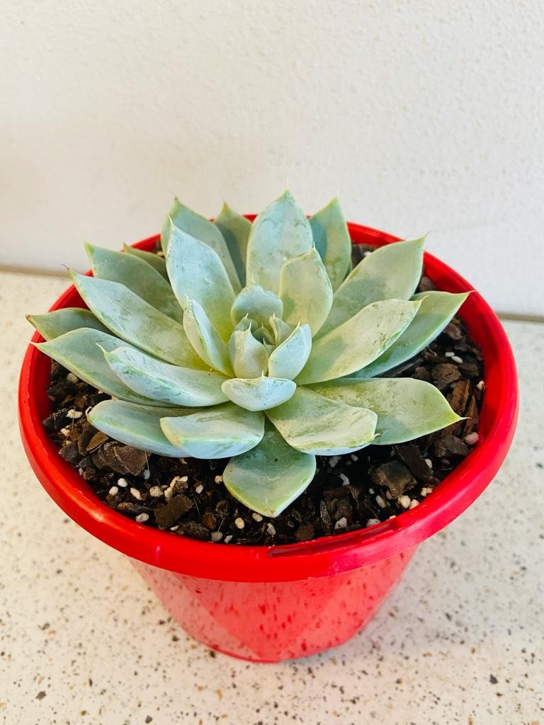 Shop Echeveria Snow Bunny – Beautiful White Succulent Collection