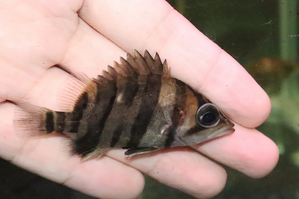 淡水魚】大特価 ダトニオプラスワン ワイルド【1匹】(±6.5-7.5cm