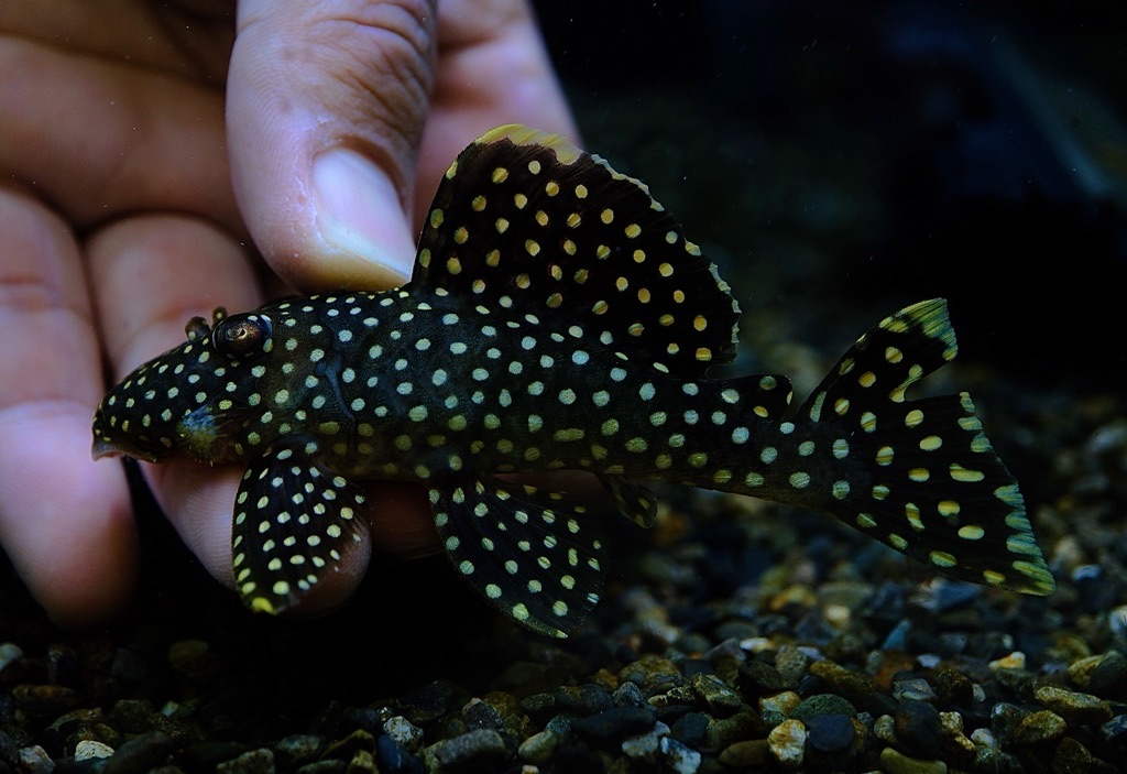 価格の安いオレンジフィンカイザープレコ(8cm±) / アクア＆ペット かねだい