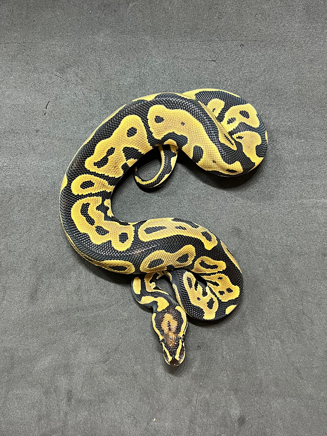 価格の安いボールパイソン レオパード hetVPIアザン50% hetクラウン