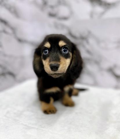 ハニチェリーナ リクエスト制作 ミニチュアダックスフンド A4サイズ33