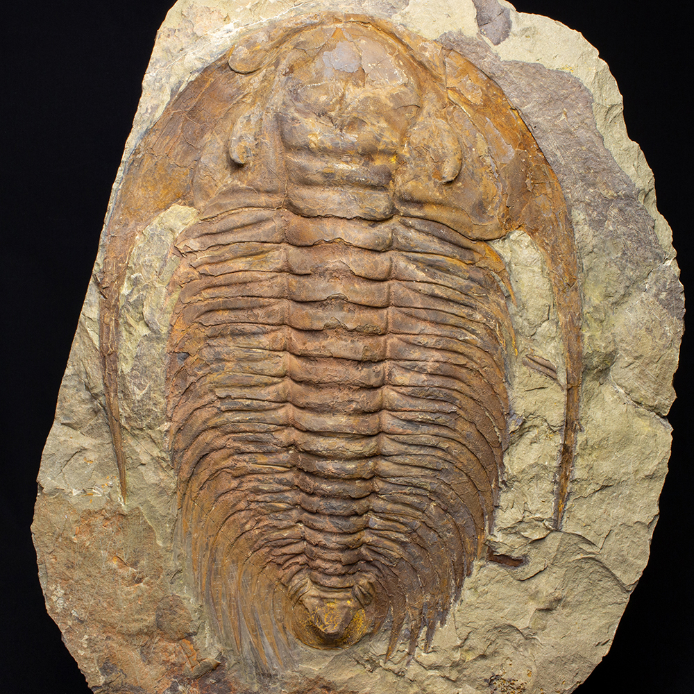 アカドパラドキシデスT04｜恐竜・化石グッズの専門店 ふぉっしる