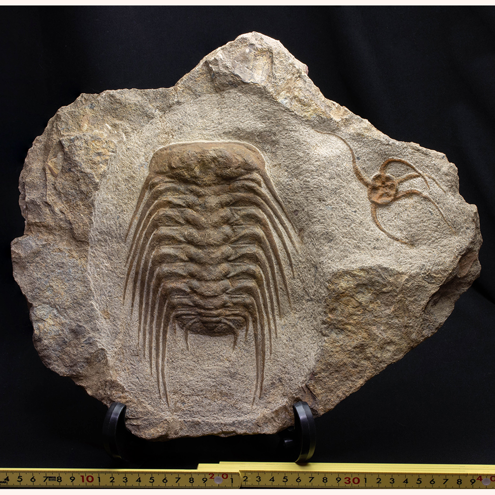 セレノペルティスT19｜恐竜・化石グッズの専門店 ふぉっしる