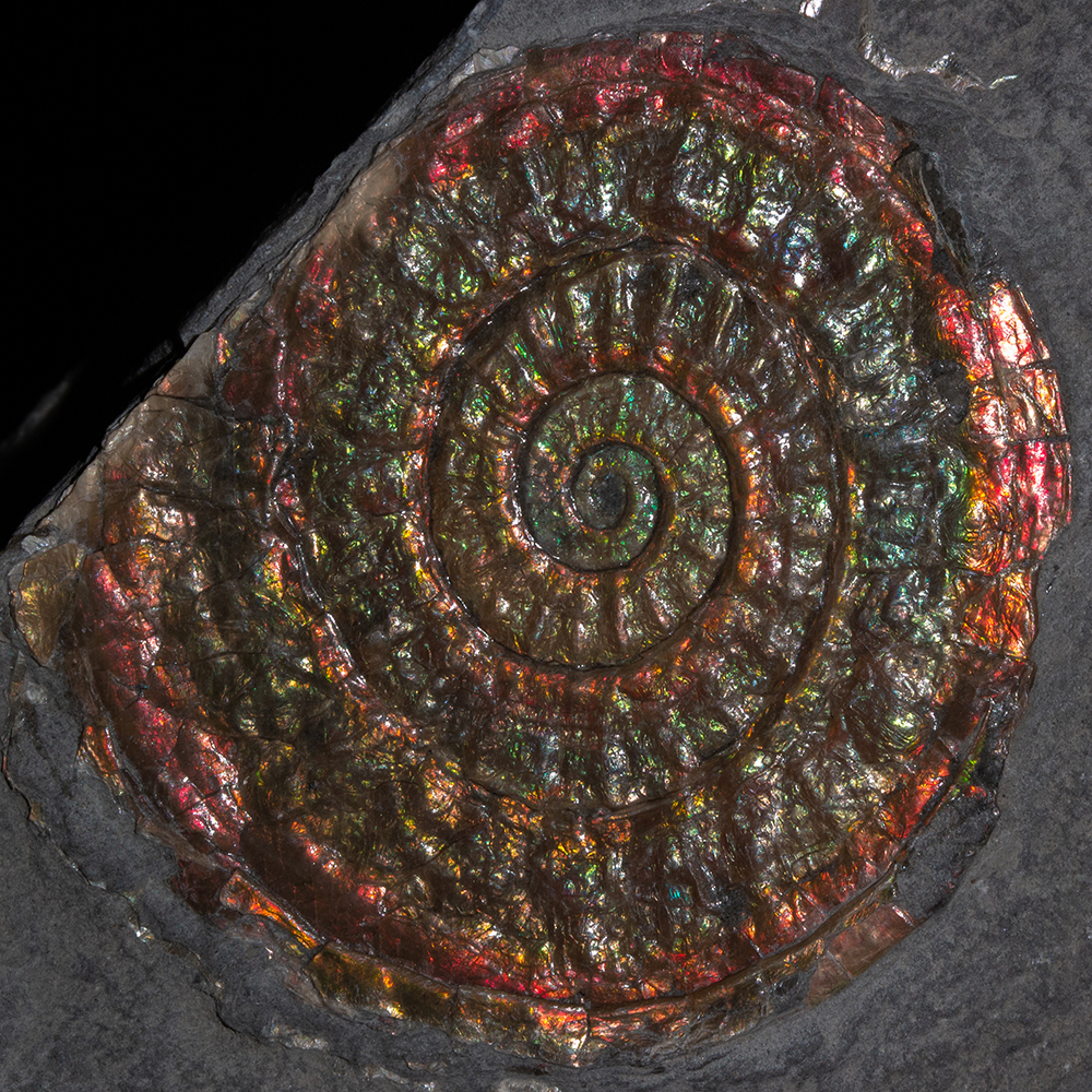 カロセラス039｜恐竜・化石グッズの専門店 ふぉっしる