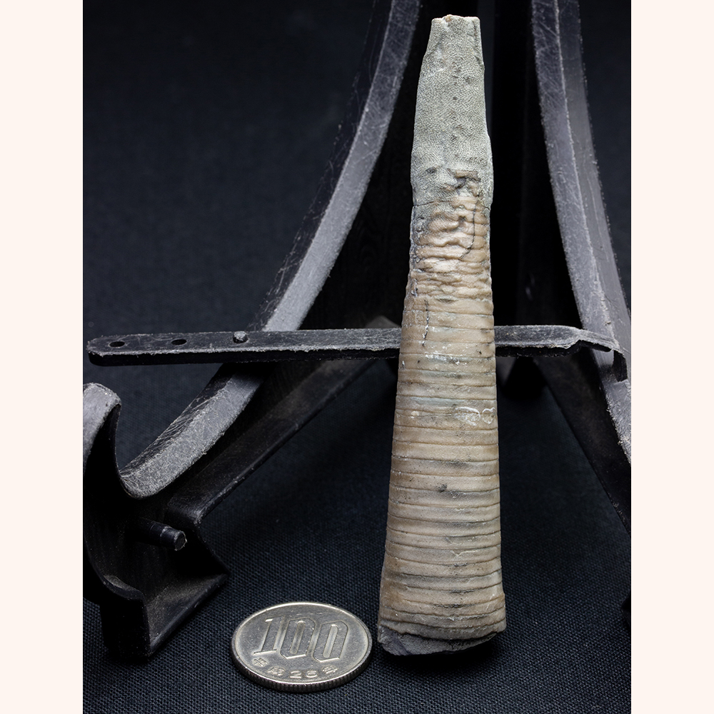 アンティーク 明治時代 広島縣 東野村 高札 御触書 【公式通販】