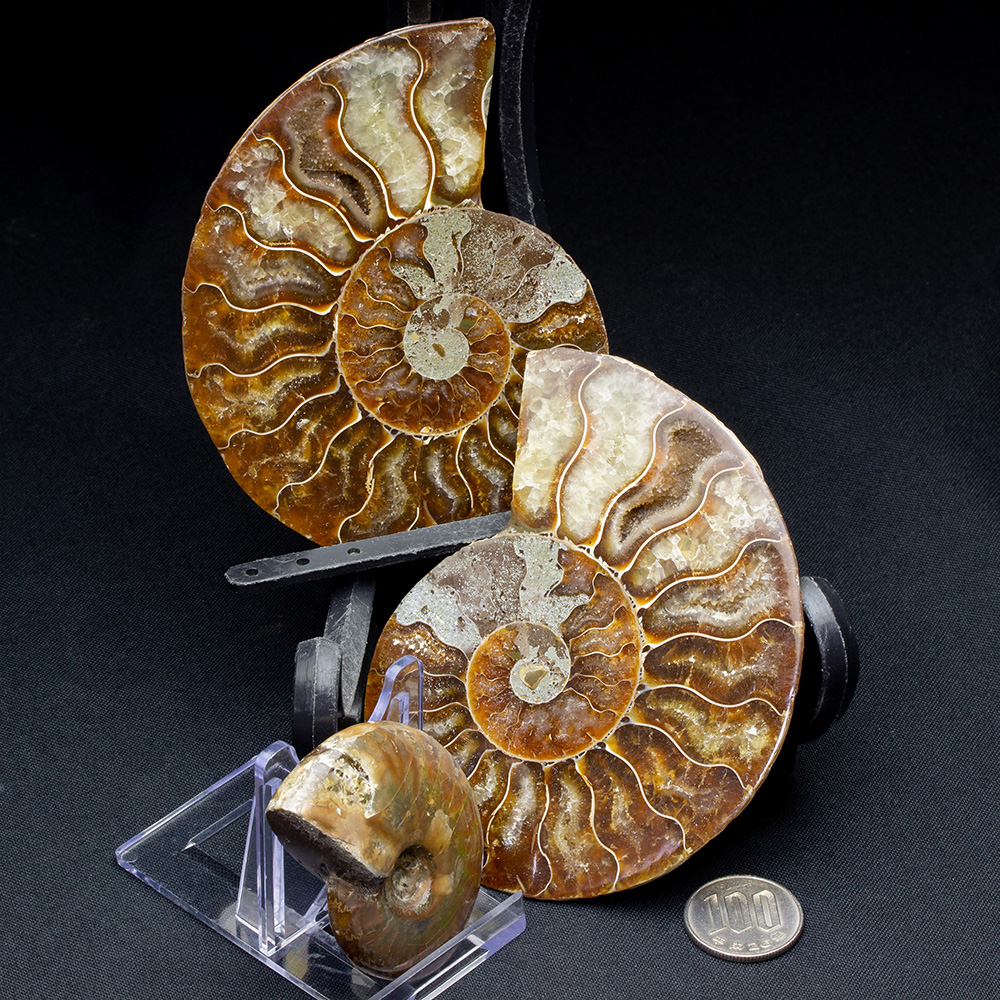 アンモナイト化石標本セット アンモナイトセット001｜恐竜・化石グッズ
