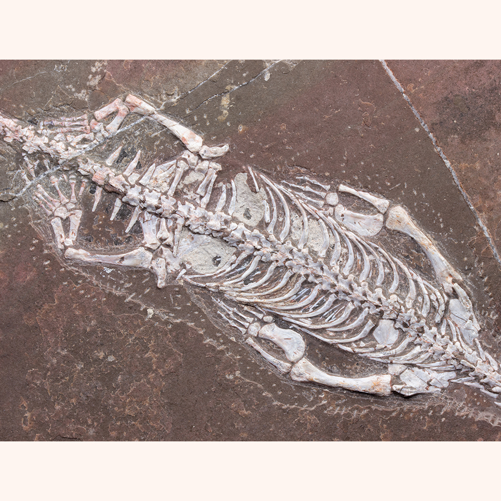 ケイチョウサウルス類001｜恐竜・化石グッズの専門店 ふぉっしる