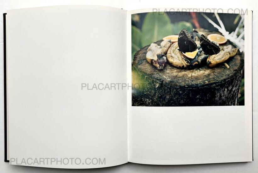 Torbjørn Rødland: I WANT TO LIVE INNOCENT, Mack, 2008 | Bookshop