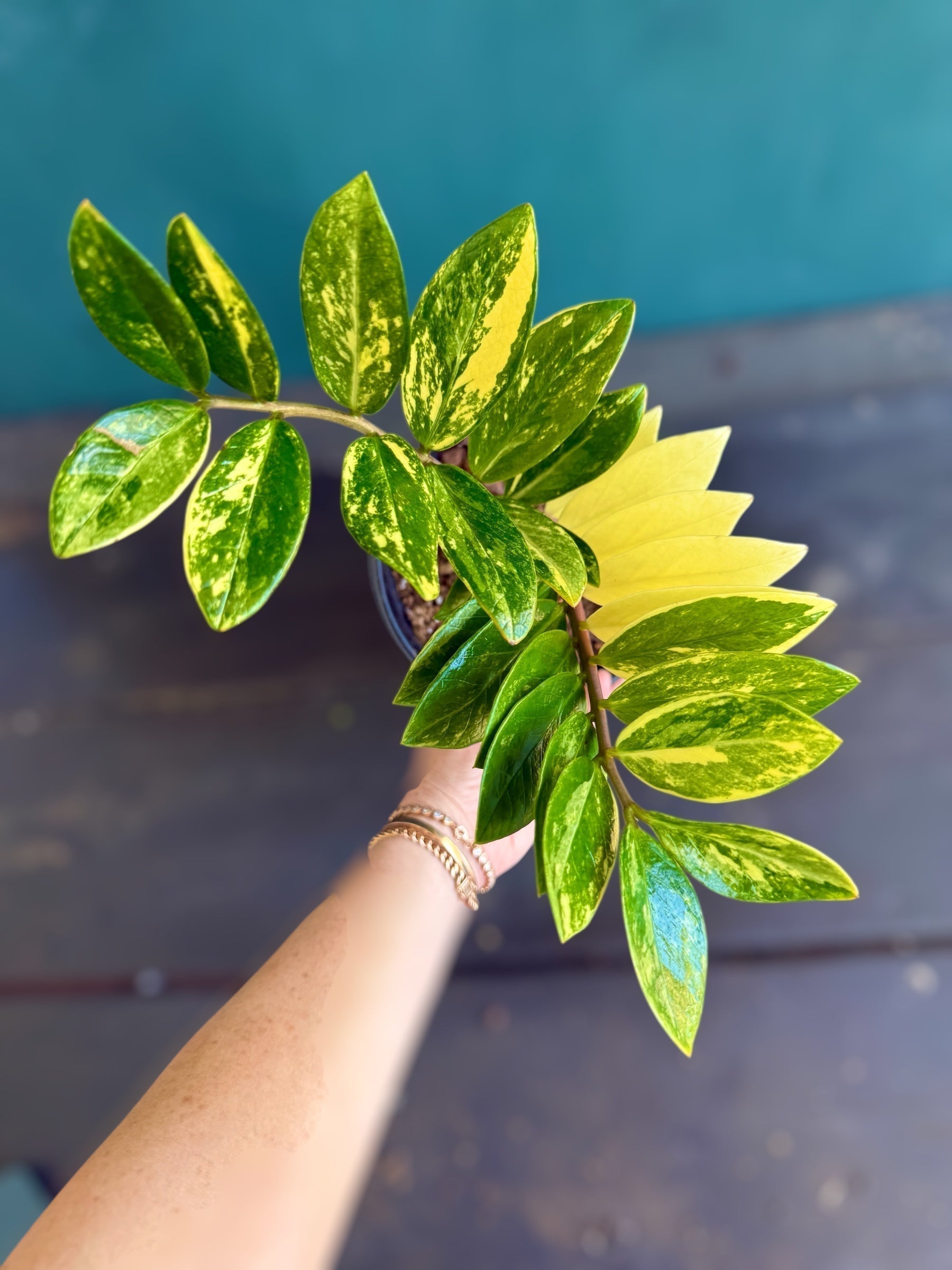 Variegated ZZ Plant Care & ID Guide – Plant Vault