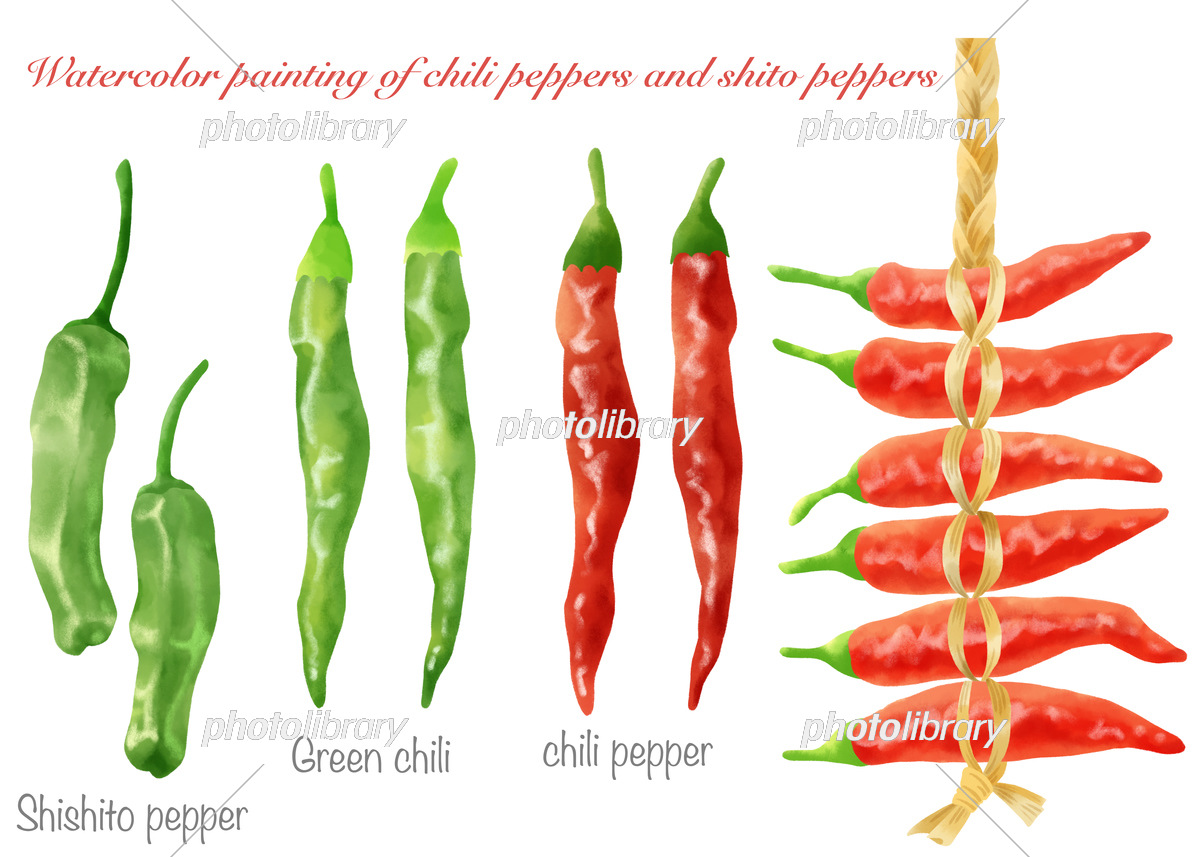 水彩で描いたシシトウと唐辛子のイラストセット イラスト素材 [7411650