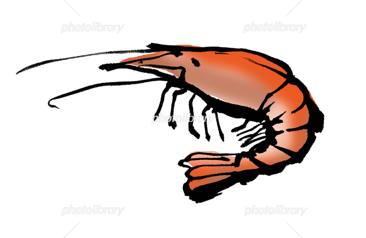 海老 イラスト素材 [4250849] - フォトライブラリー