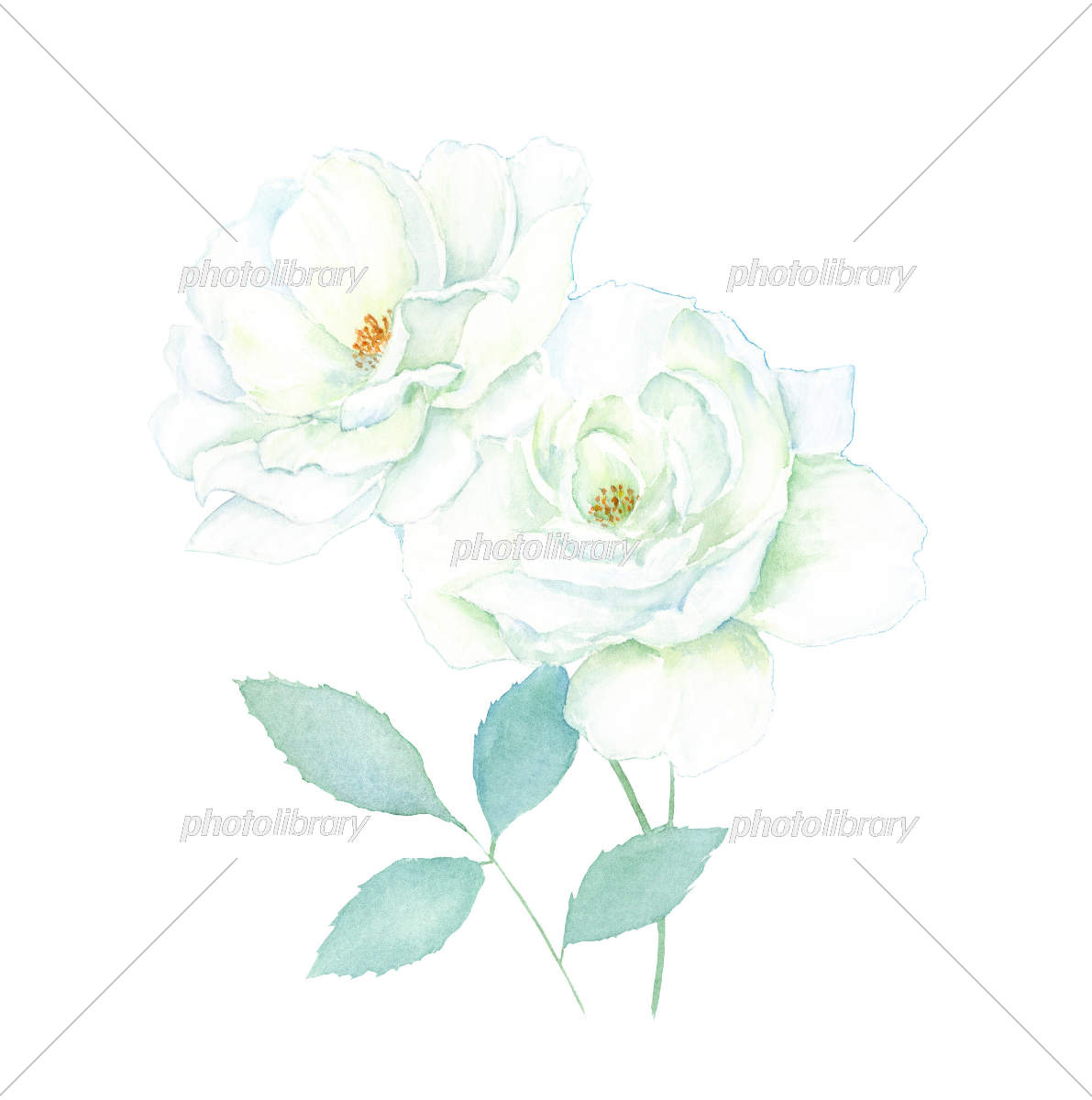 透明水彩で描く白いバラ イラスト素材 [7518151] - フォトライブラリー