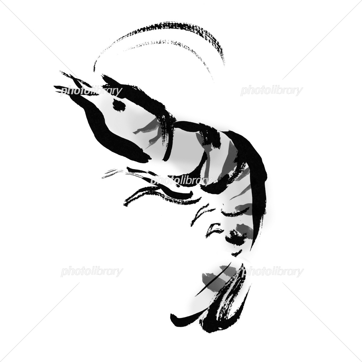 手描き筆書きの車海老の和風イラスト イラスト素材 [6543923] - フォト