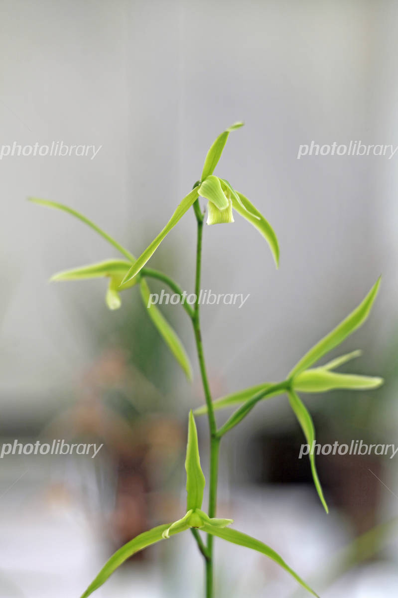 寒蘭 白妙 写真素材 [3459778] - フォトライブラリー