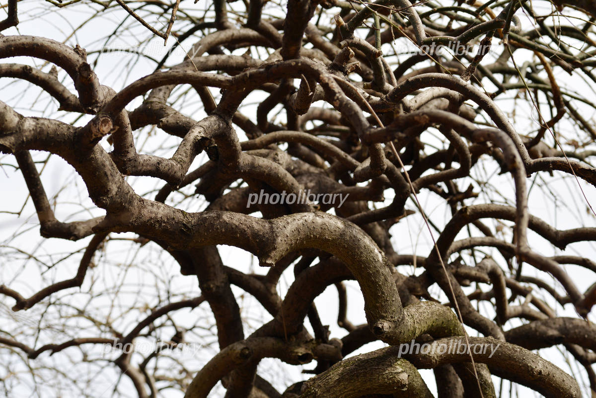 不思議な木 写真素材 [4819792] - フォトライブラリー