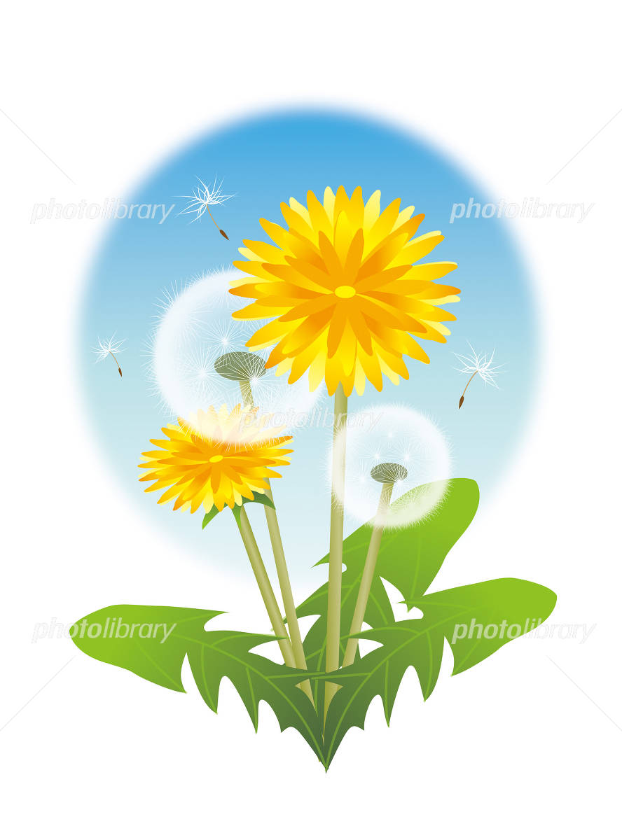 たんぽぽ イラスト素材 [1791228] - フォトライブラリー