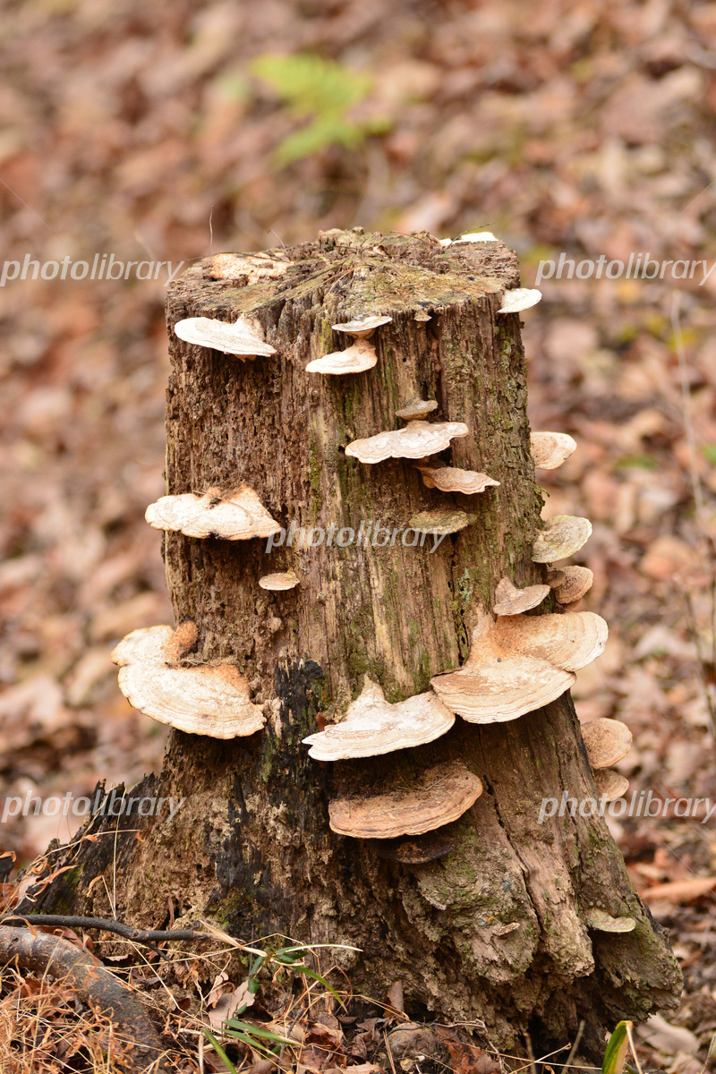 サルノコシカケ 写真素材 [6996678] - フォトライブラリー