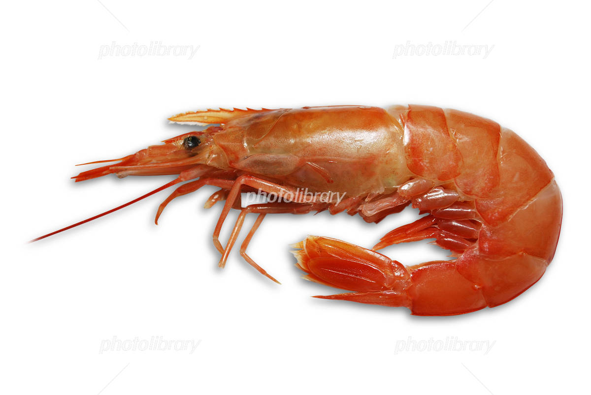 エビ 写真素材 [852422] - フォトライブラリー