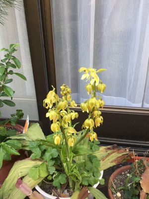 キエビネ（黄海老根）の育て方・栽培方法