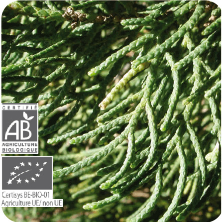 サイプレス – プラナロム エッセンシャルオイル・精油｜健草医学舎