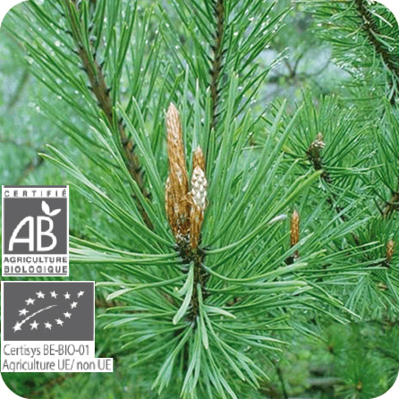 エッセンシャルオイル – プラナロム エッセンシャルオイル・精油｜健草