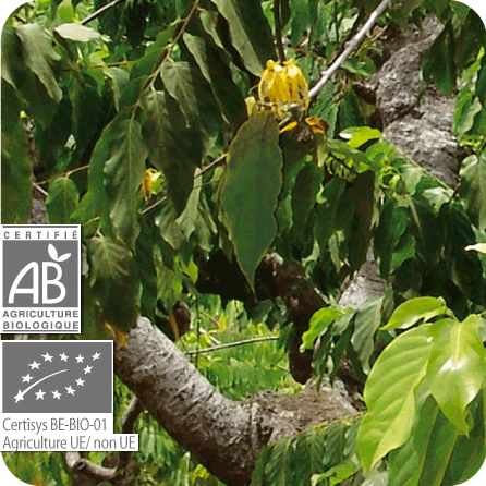 エッセンシャルオイル – プラナロム エッセンシャルオイル・精油｜健草