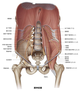神経ブロック：大腿神経 - Procedures Consult