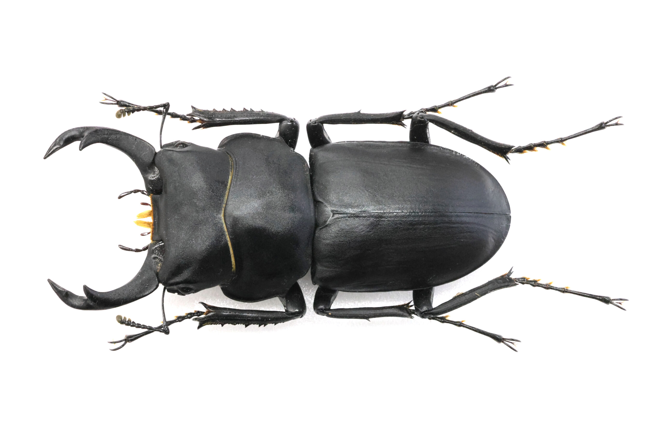 54.1 ㎜ ］大型ほど独特の美しさが！ | Project WILD MUSEUM クワガタ