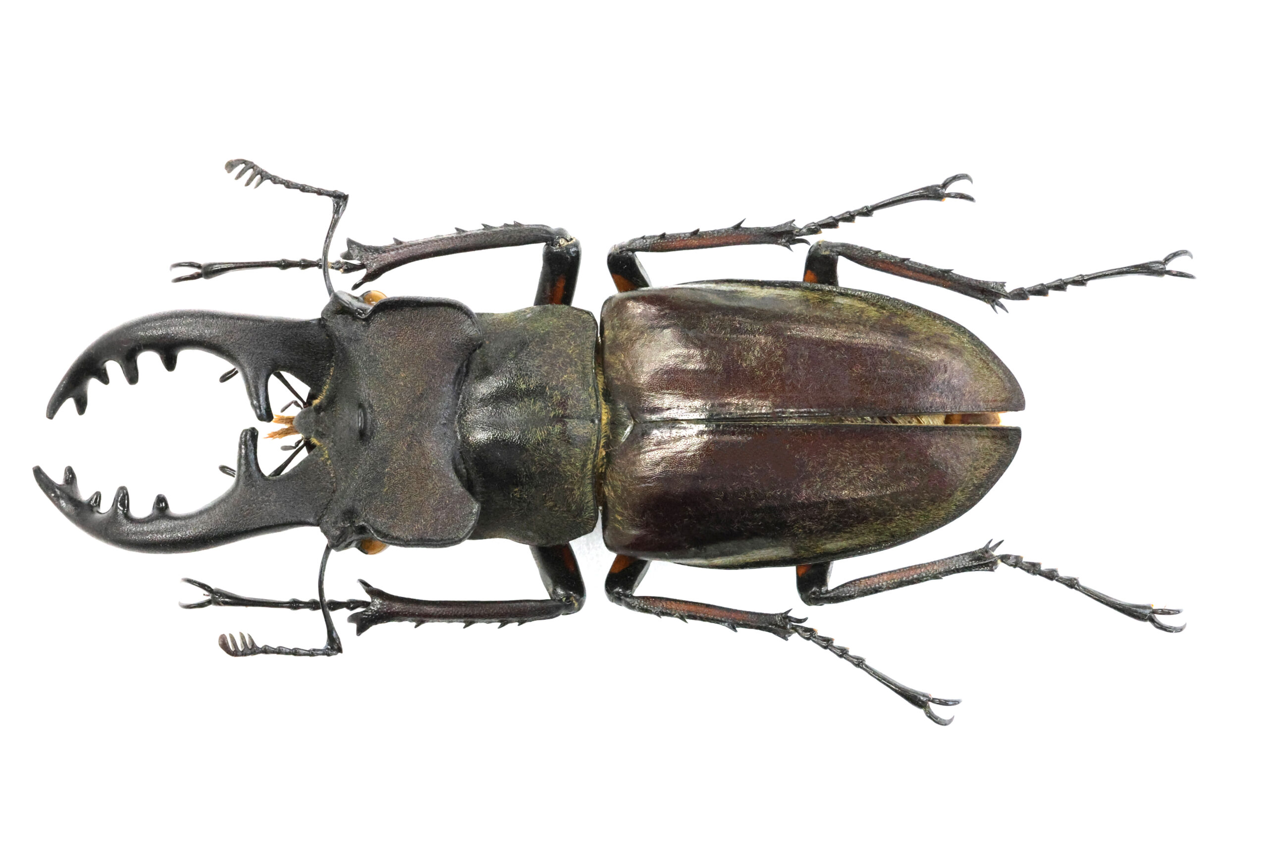 70.0 ㎜ ］初めて採集したミヤマが70ミリ！ | Project WILD MUSEUM