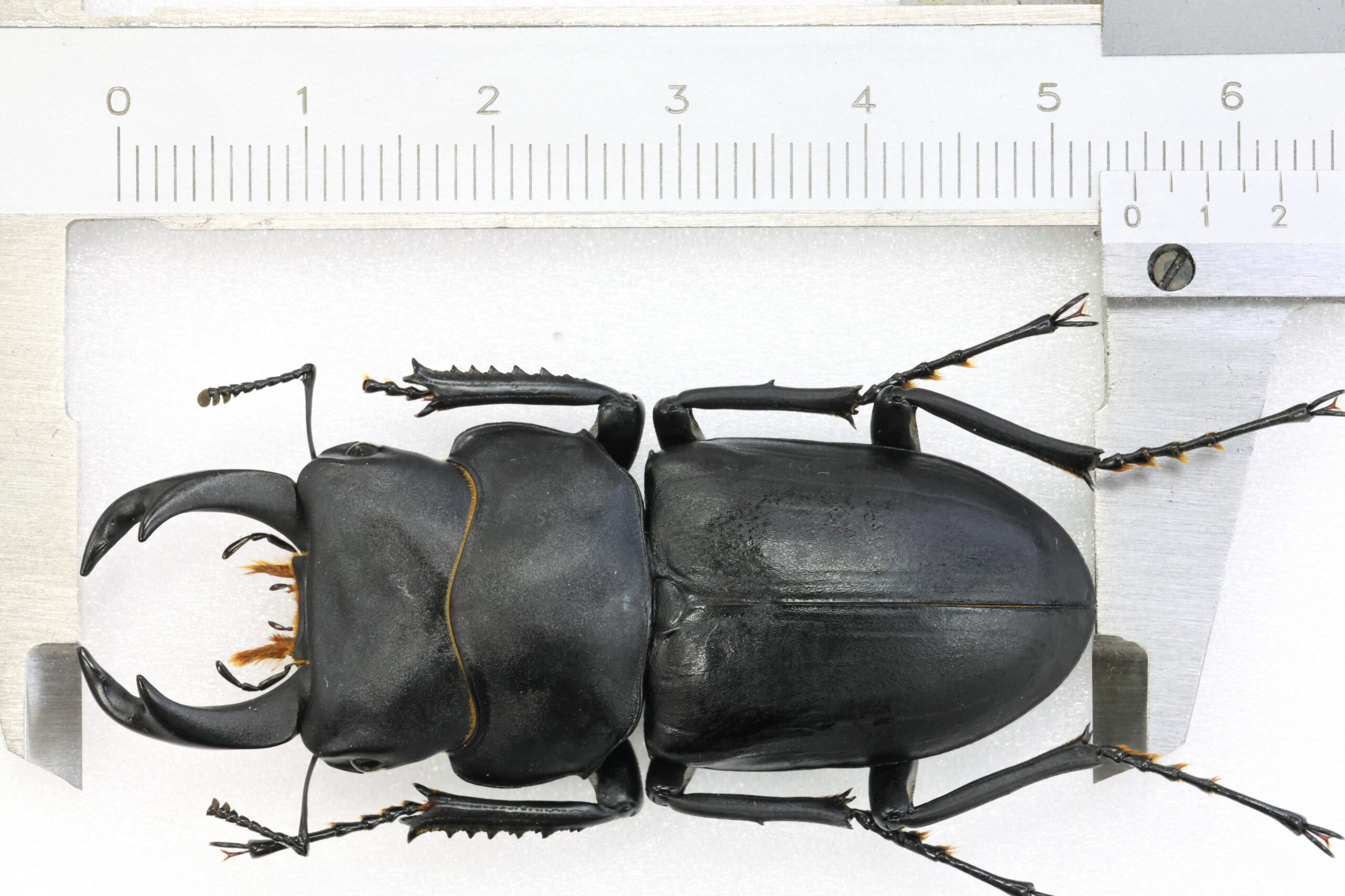 54.2 ㎜ ］持つべきは友！ | Project WILD MUSEUM クワガタ大図鑑