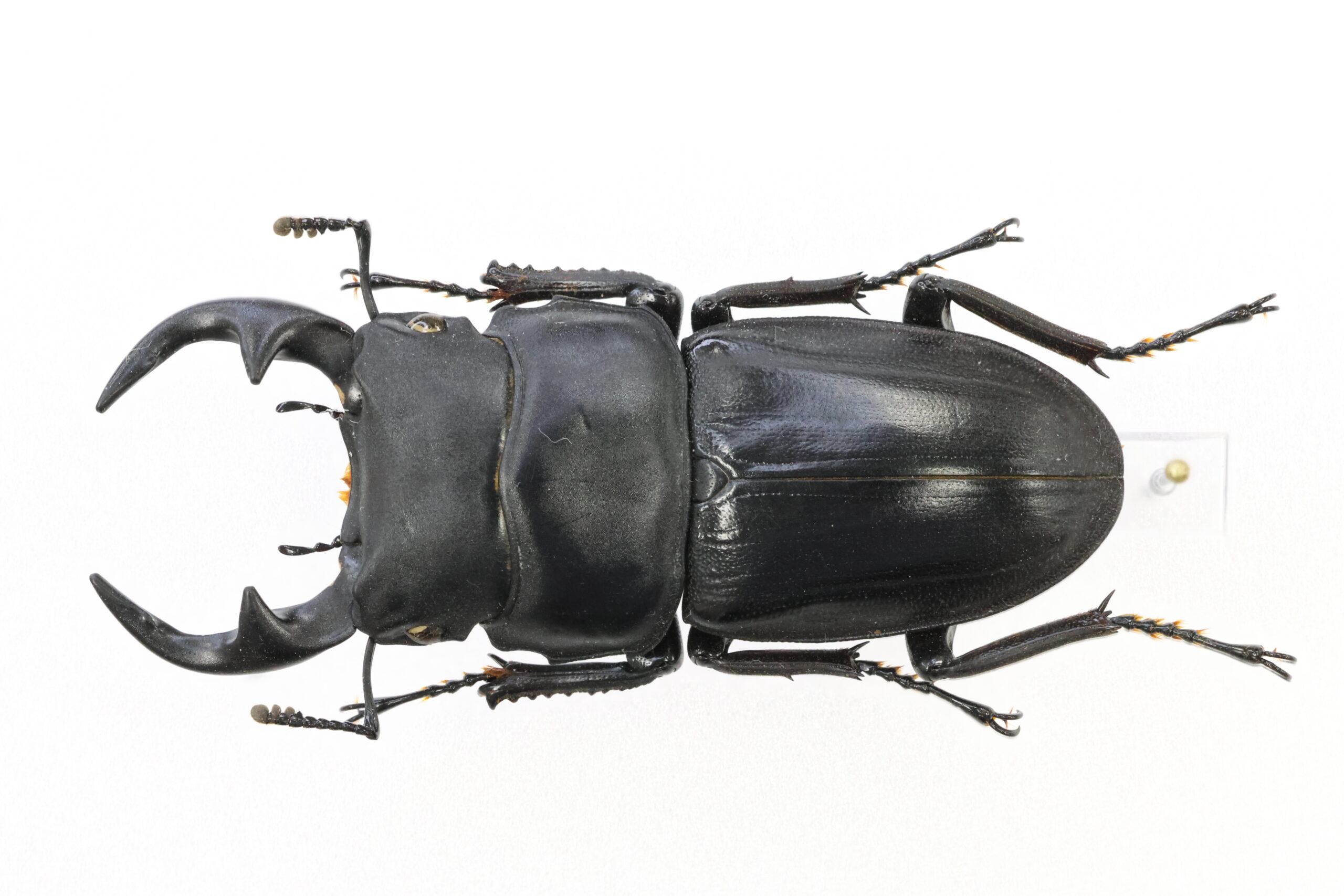 50.0 ㎜ ］やっと出会えたオオクワガタ | Project WILD MUSEUM