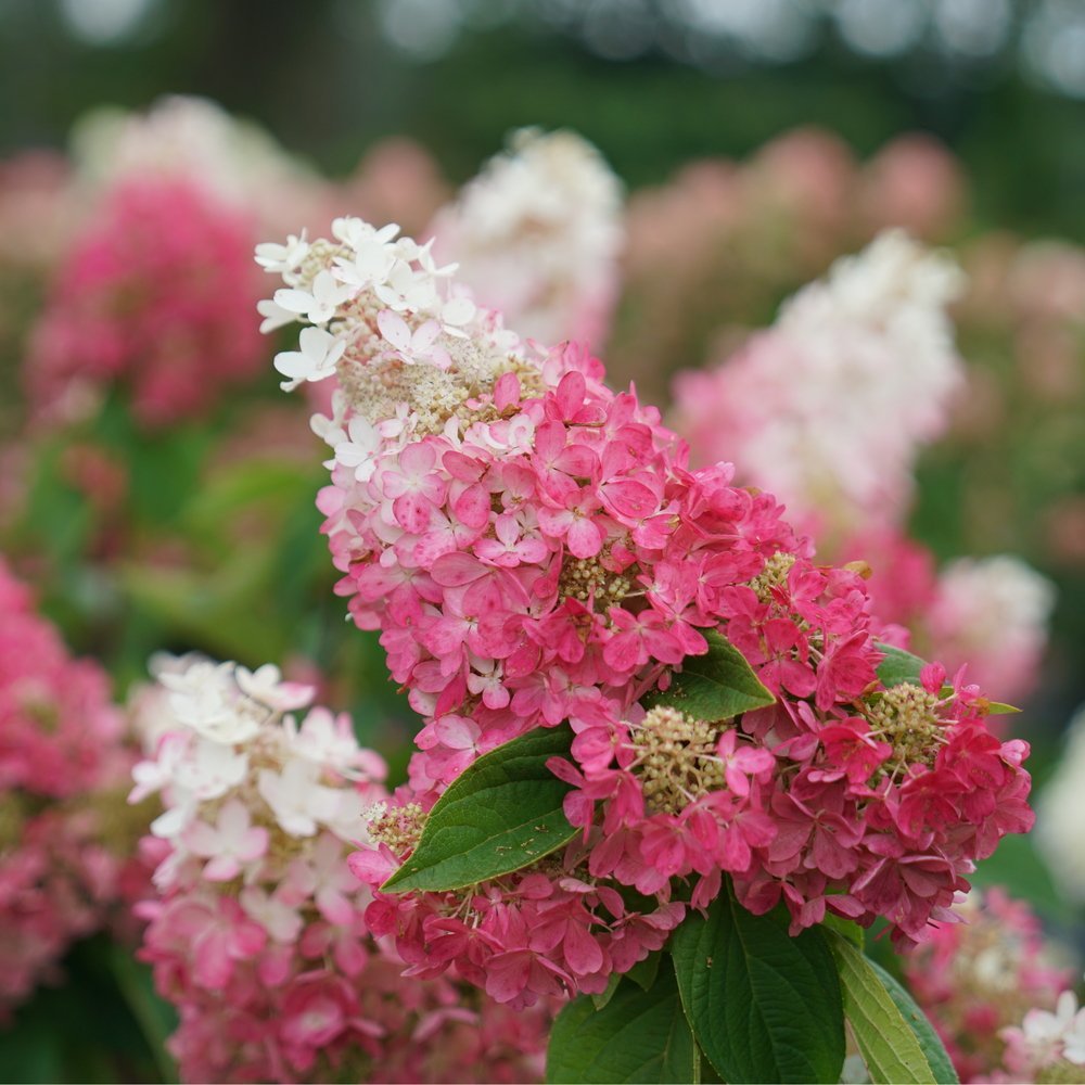 PINKY WINKY PRIME® Hydrangea - Proven Winners ColorChoice