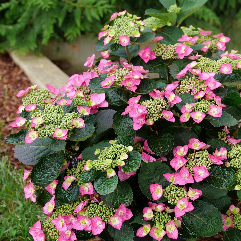 TUFF STUFF TOP FUN® Mountain Hydrangea - Proven Winners