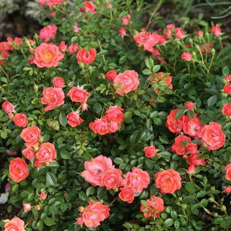 OSO EASY® Mango Salsa Rose - Proven Winners ColorChoice Flowering