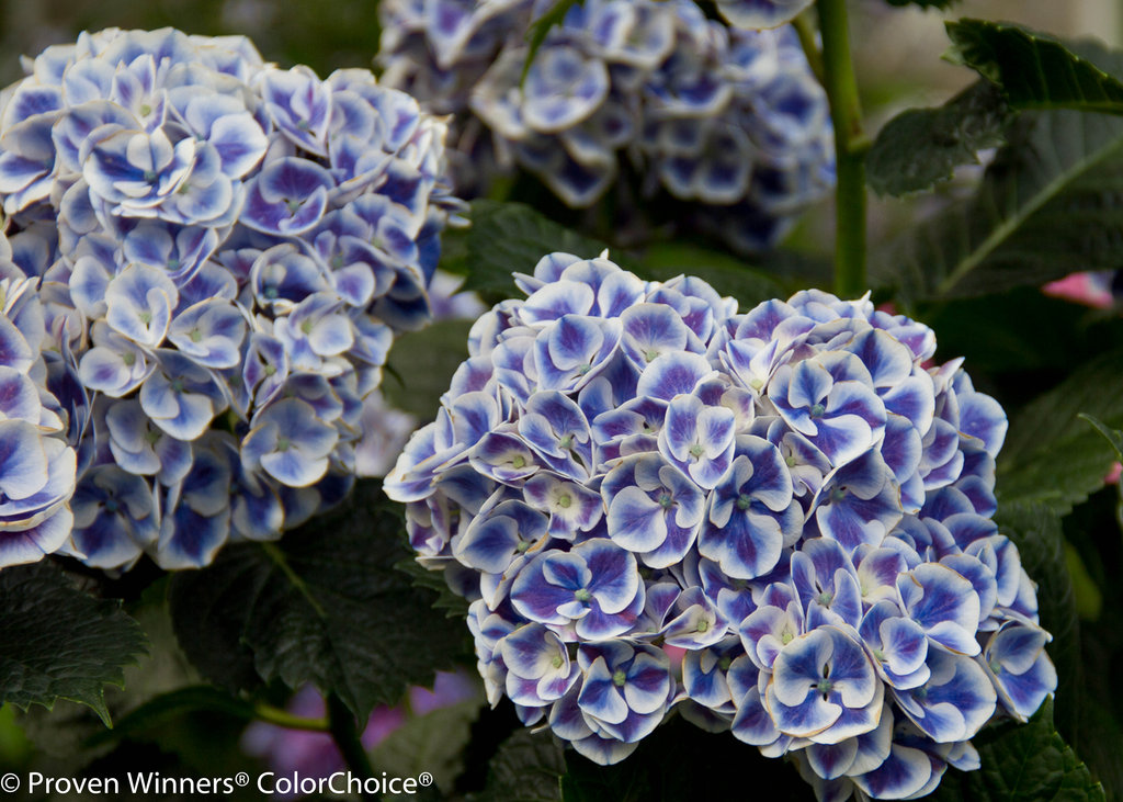 Cityline® Mars - Bigleaf hydrangea - Hydrangea macrophylla