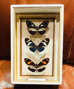 蝶・蛾 標本 - 商品一覧 | 六甲昆虫館 Antico Naturale