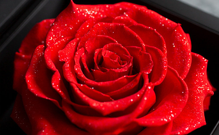 about PRESERVED ROSE | ROSE GALLERY