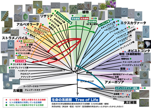 藻類とは？定義や分類、CO2変換技術とのかかわりを詳しく解説 | 地球の