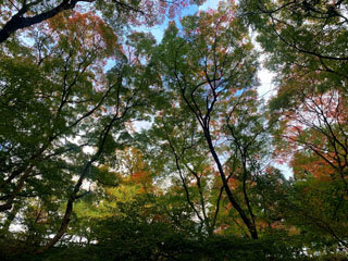 紅葉狩り 2022 ～三重 水沢もみじ谷～（グルメ探訪第65回） - カイザー