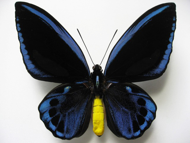 アオメガネトリバネアゲハ